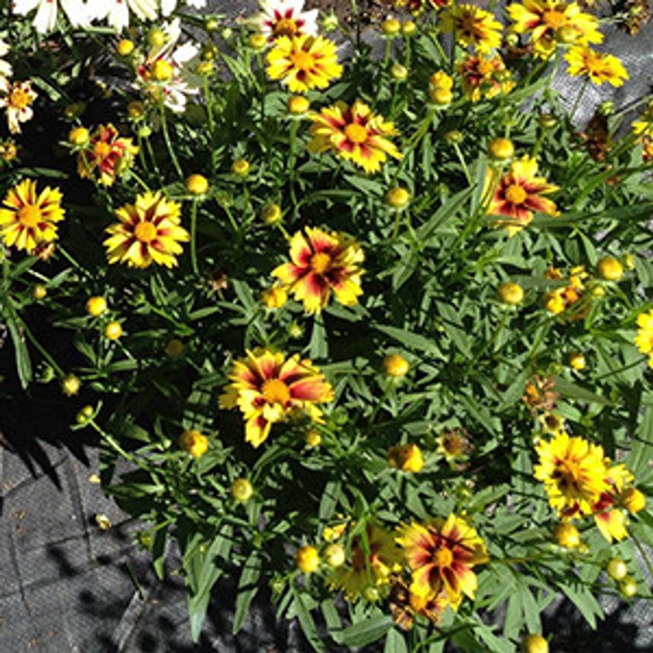 G5138 Coreopsis X Li L Bang Enchanted Eve 9 2ab8bc81 Cd89 48ea Bc03 3c935e96181f from www redcrocus com