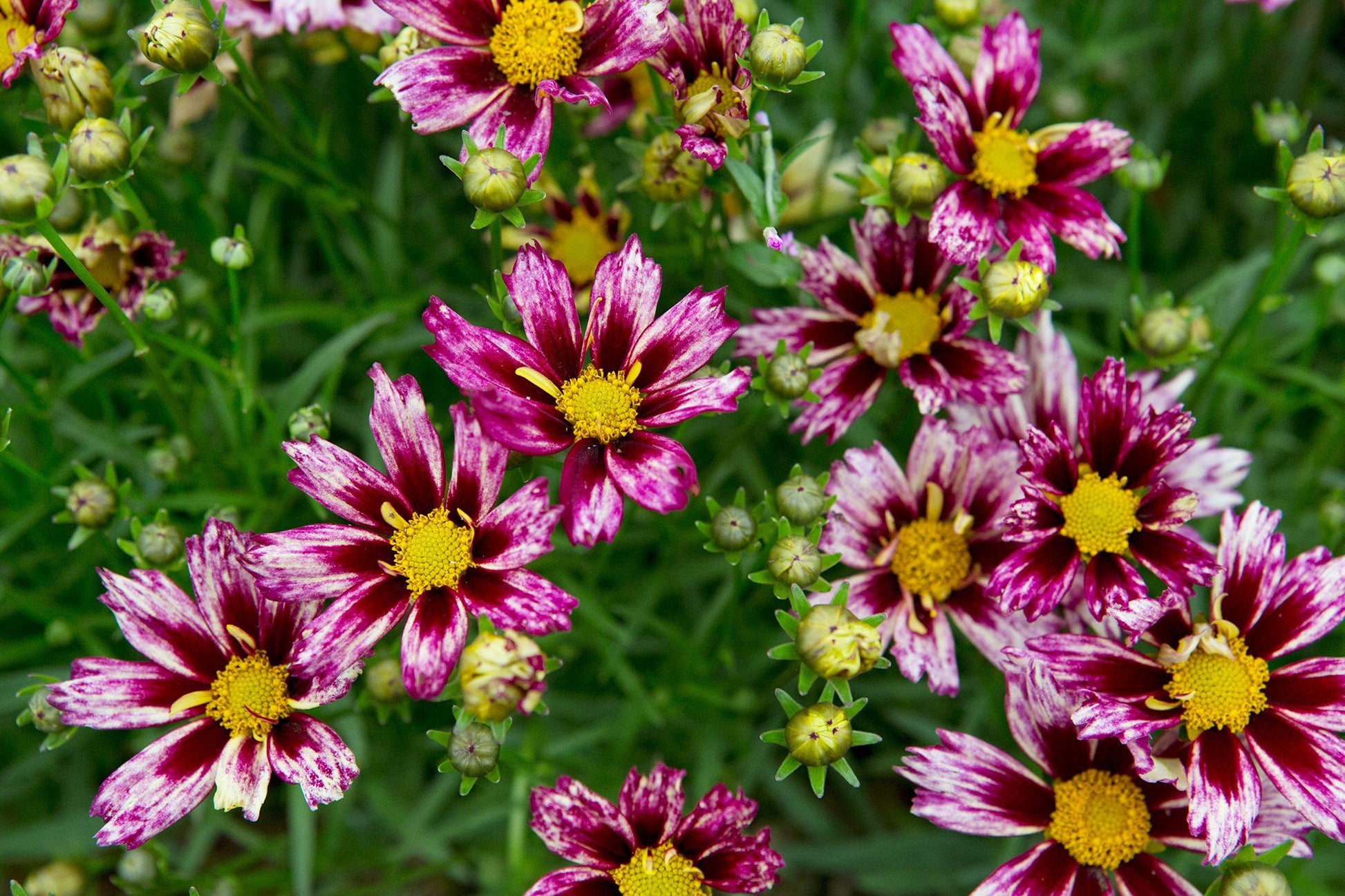 G5139 Coreopsis X 'li'l Bang Starlight' - View 12 from www redcrocus com
