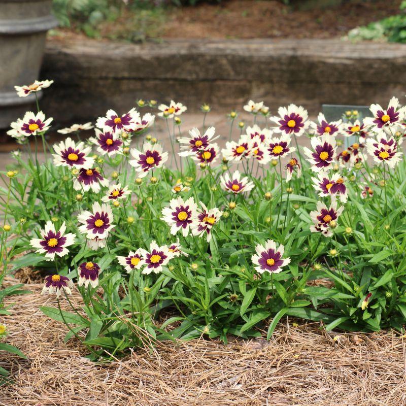 G5139 Coreopsis X 'li'l Bang Starlight' - View 13 from www redcrocus com