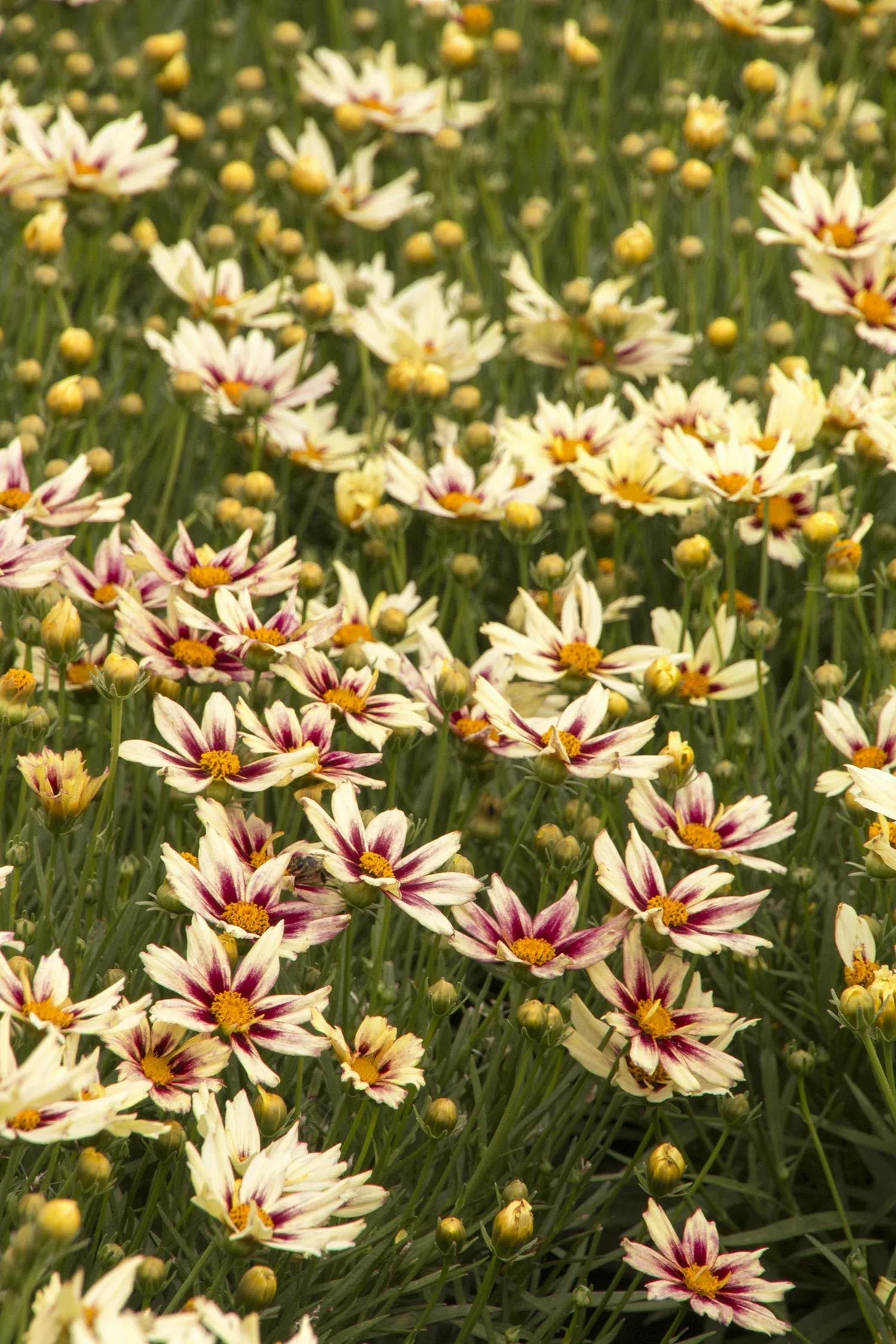 G5139 Coreopsis X 27li 27l Bang Starlight 27 13 A314936b F328 4664 Bc18 F9d89894ed50 from www redcrocus com