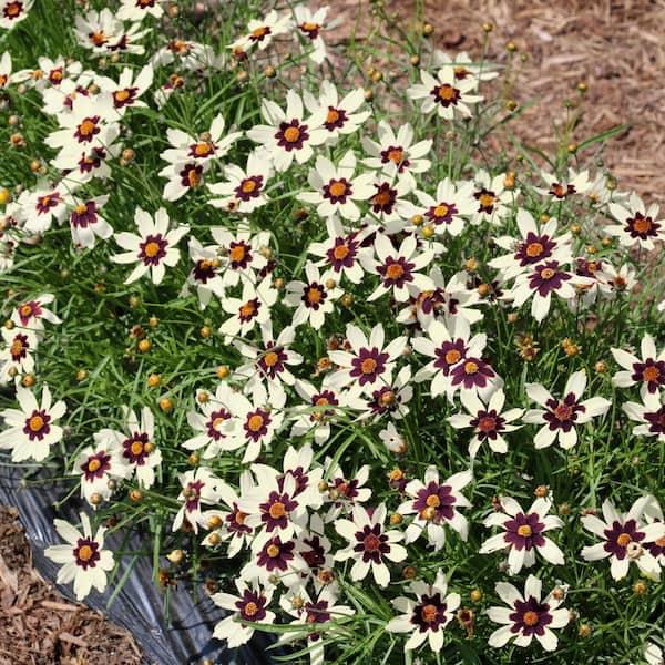 G5139 Coreopsis X 'li'l Bang Starlight' - View 14 from www redcrocus com