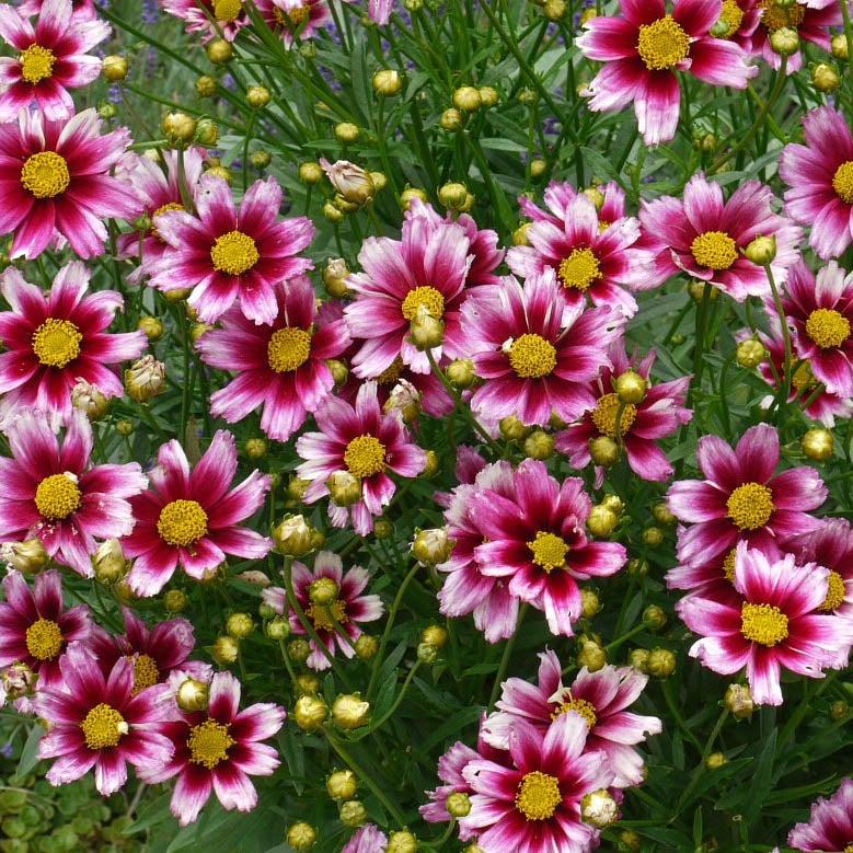G5139 Coreopsis X 'li'l Bang Starlight' - View 15 from www redcrocus com