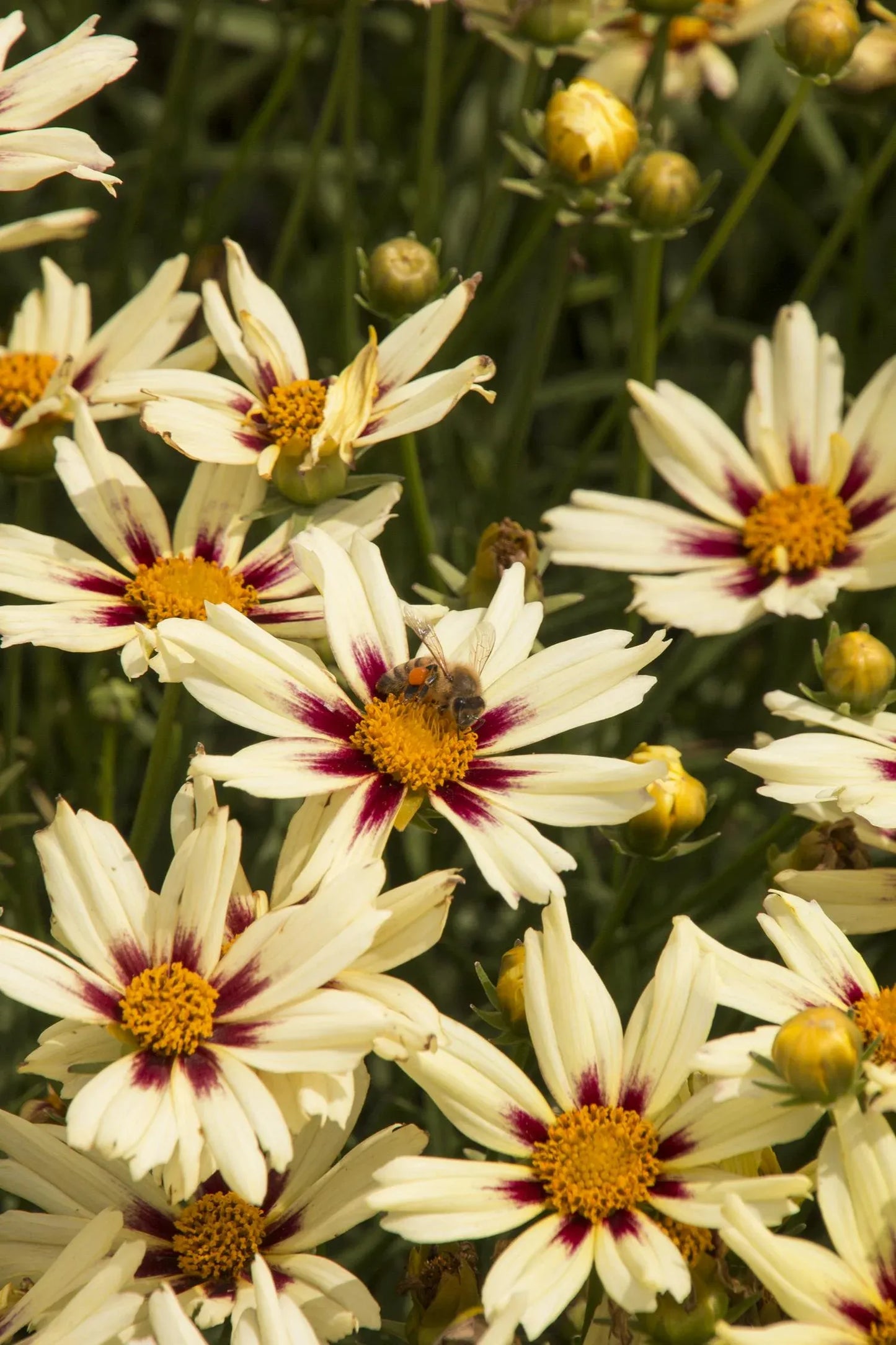 G5139 Coreopsis X 'li'l Bang Starlight' - View 15 from www redcrocus com