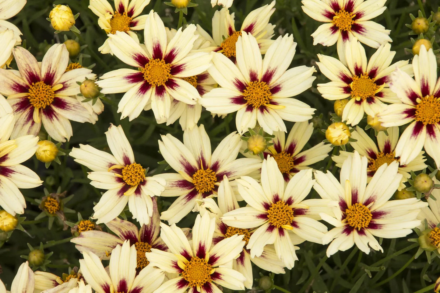 G5139 Coreopsis X 'li'l Bang Starlight' - View 16 from www redcrocus com