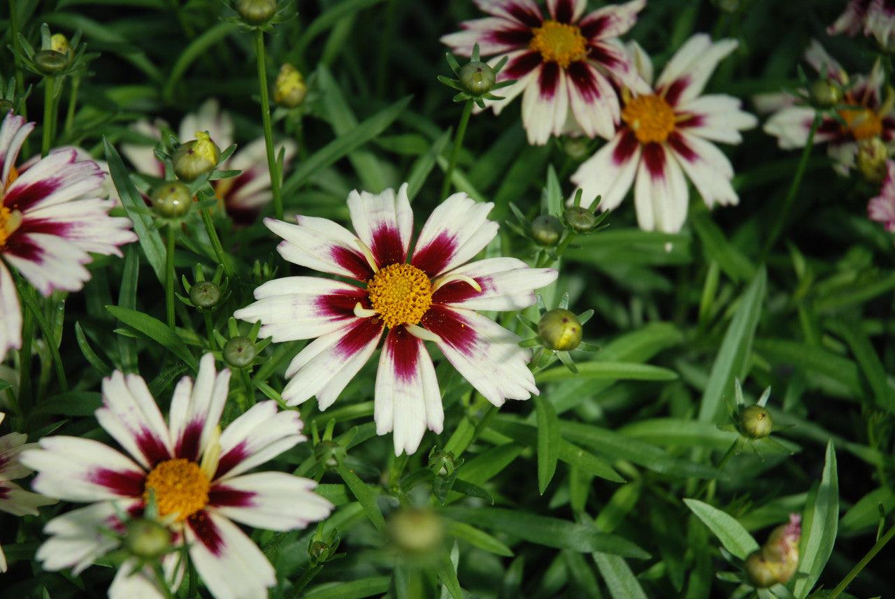 G5139 Coreopsis X 'li'l Bang Starlight' - View 17 from www redcrocus com