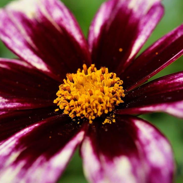 G5139 Coreopsis X 'li'l Bang Starlight' - View 18 from www redcrocus com