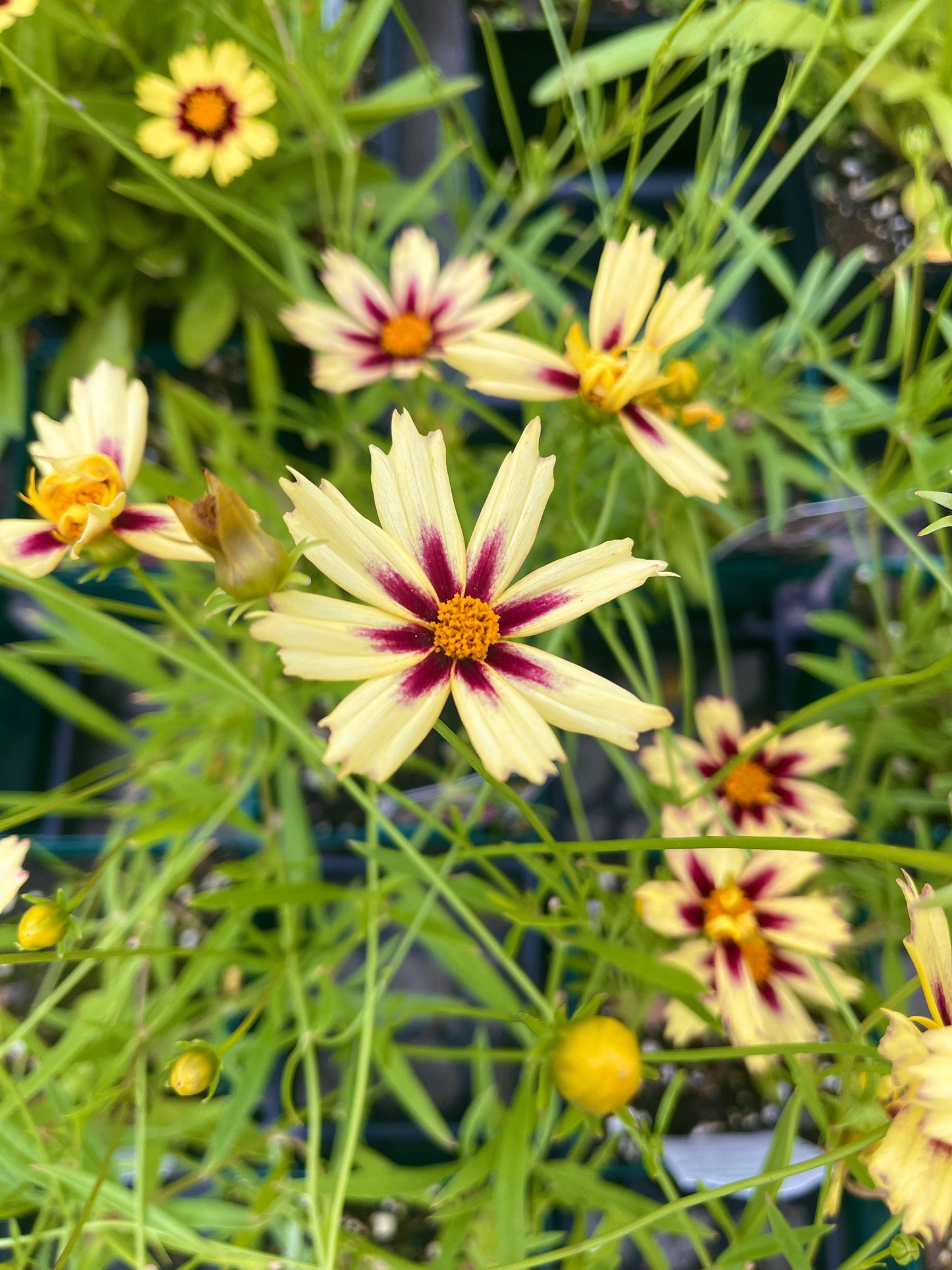 G5139 Coreopsis X 'li'l Bang Starlight' - View 19 from www redcrocus com