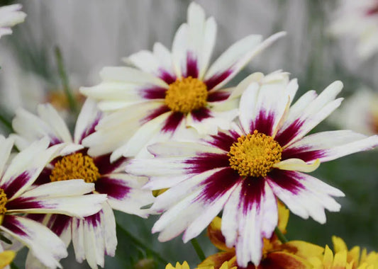 G5139 Coreopsis X 'li'l Bang Starlight' - View 1 from www redcrocus com