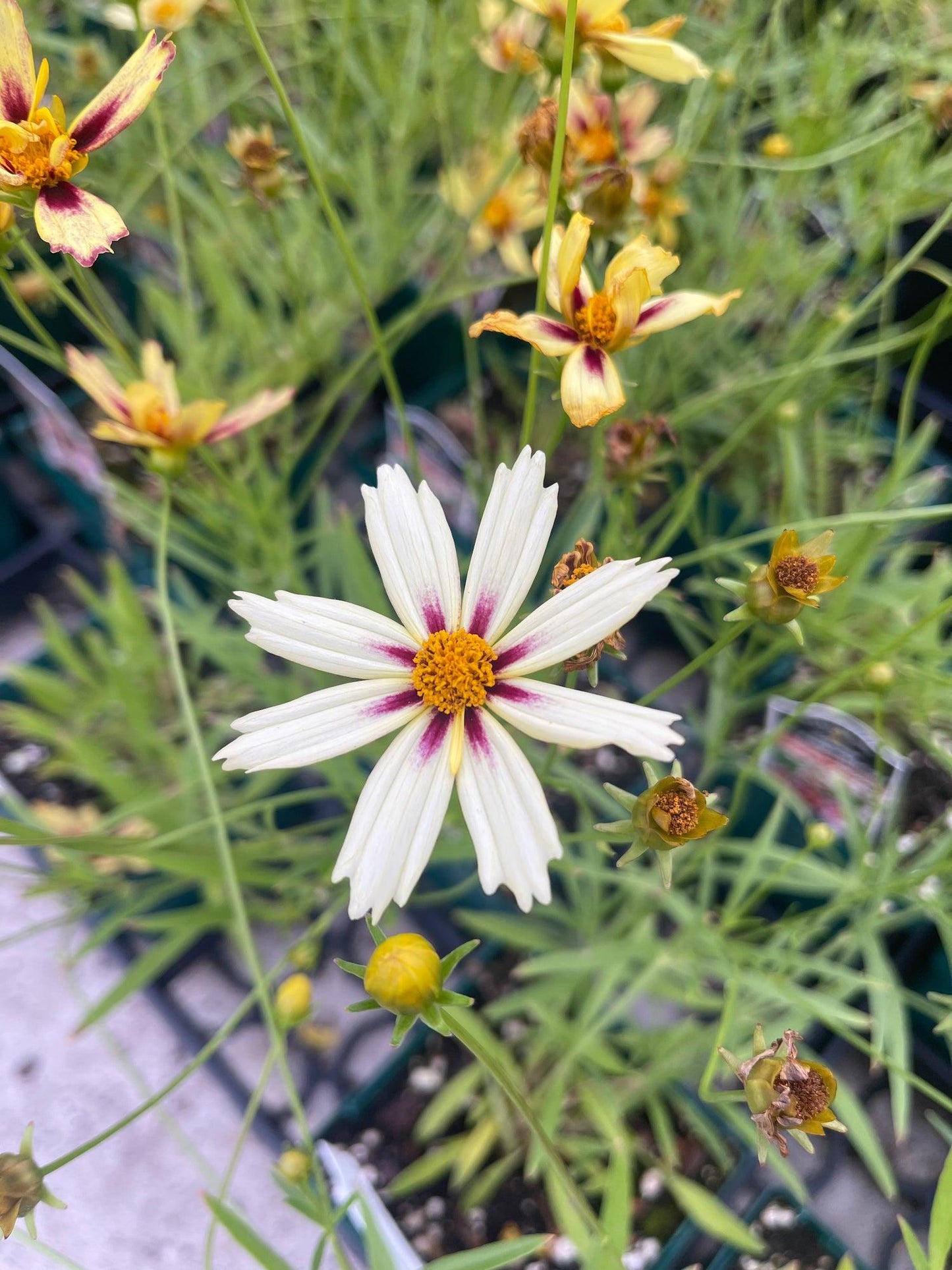 G5139 Coreopsis X 'li'l Bang Starlight' - View 20 from www redcrocus com