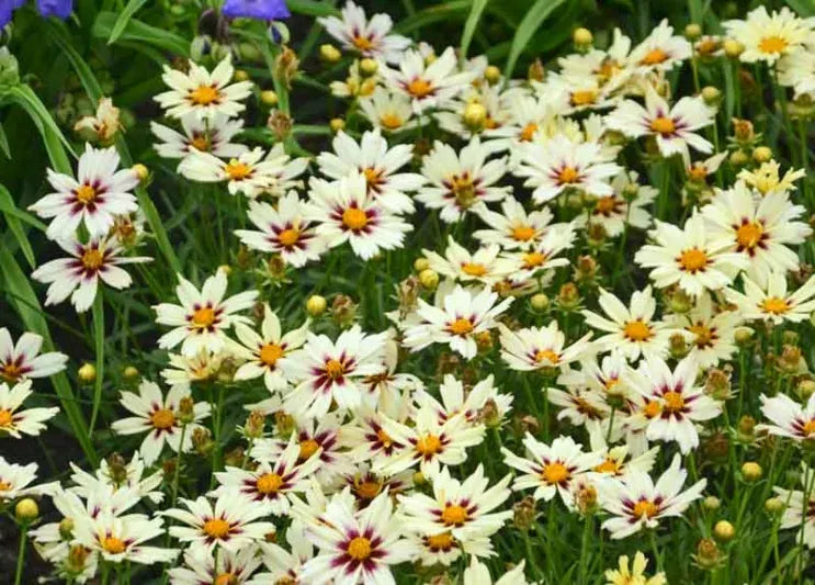 G5139 Coreopsis X 'li'l Bang Starlight' - View 3 from www redcrocus com