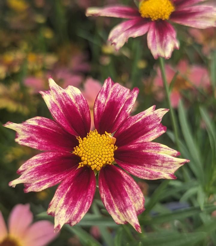 G5139 Coreopsis X 'li'l Bang Starlight' - View 3 from www redcrocus com