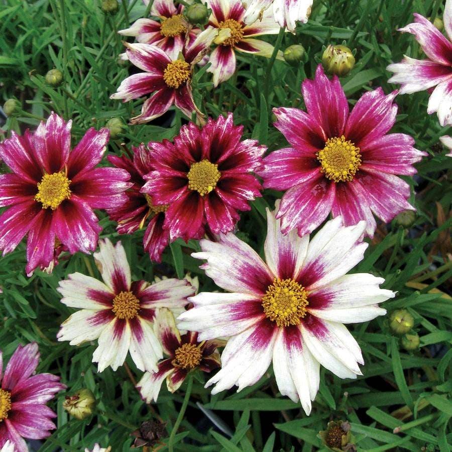 G5139 Coreopsis X 'li'l Bang Starlight' - View 4 from www redcrocus com