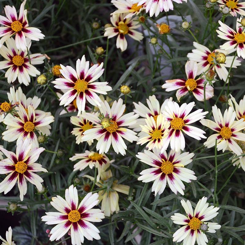 G5139 Coreopsis X 'li'l Bang Starlight' - View 5 from www redcrocus com