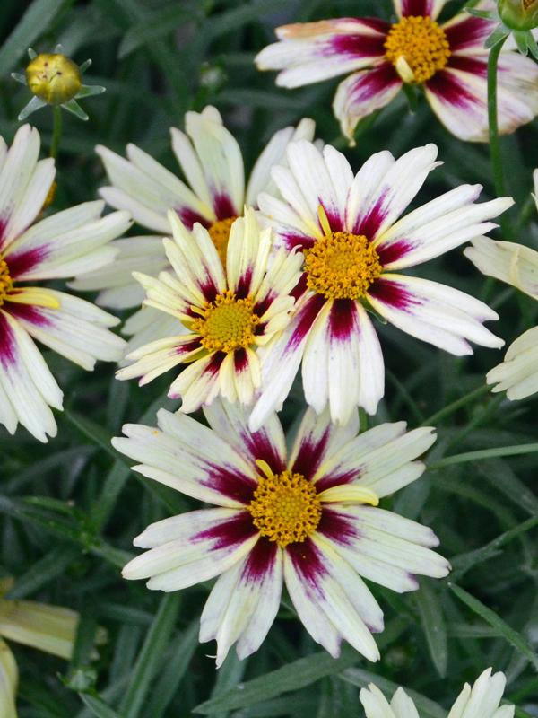G5139 Coreopsis X 'li'l Bang Starlight' - View 8 from www redcrocus com