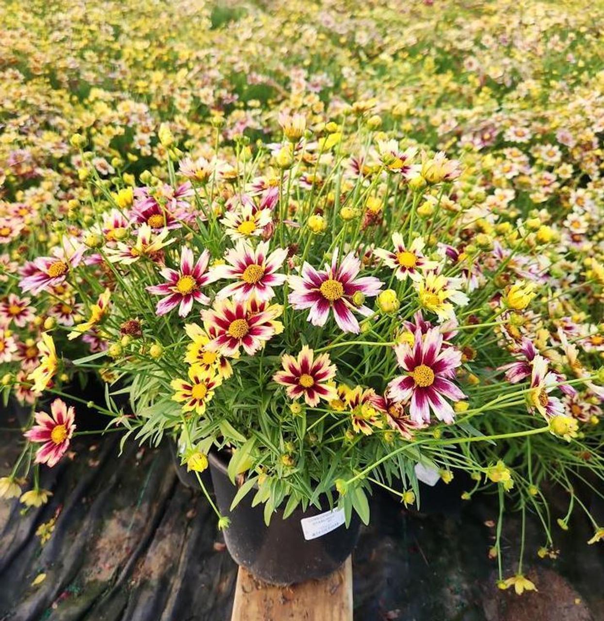 G5139 Coreopsis X 'li'l Bang Starlight' - View 9 from www redcrocus com