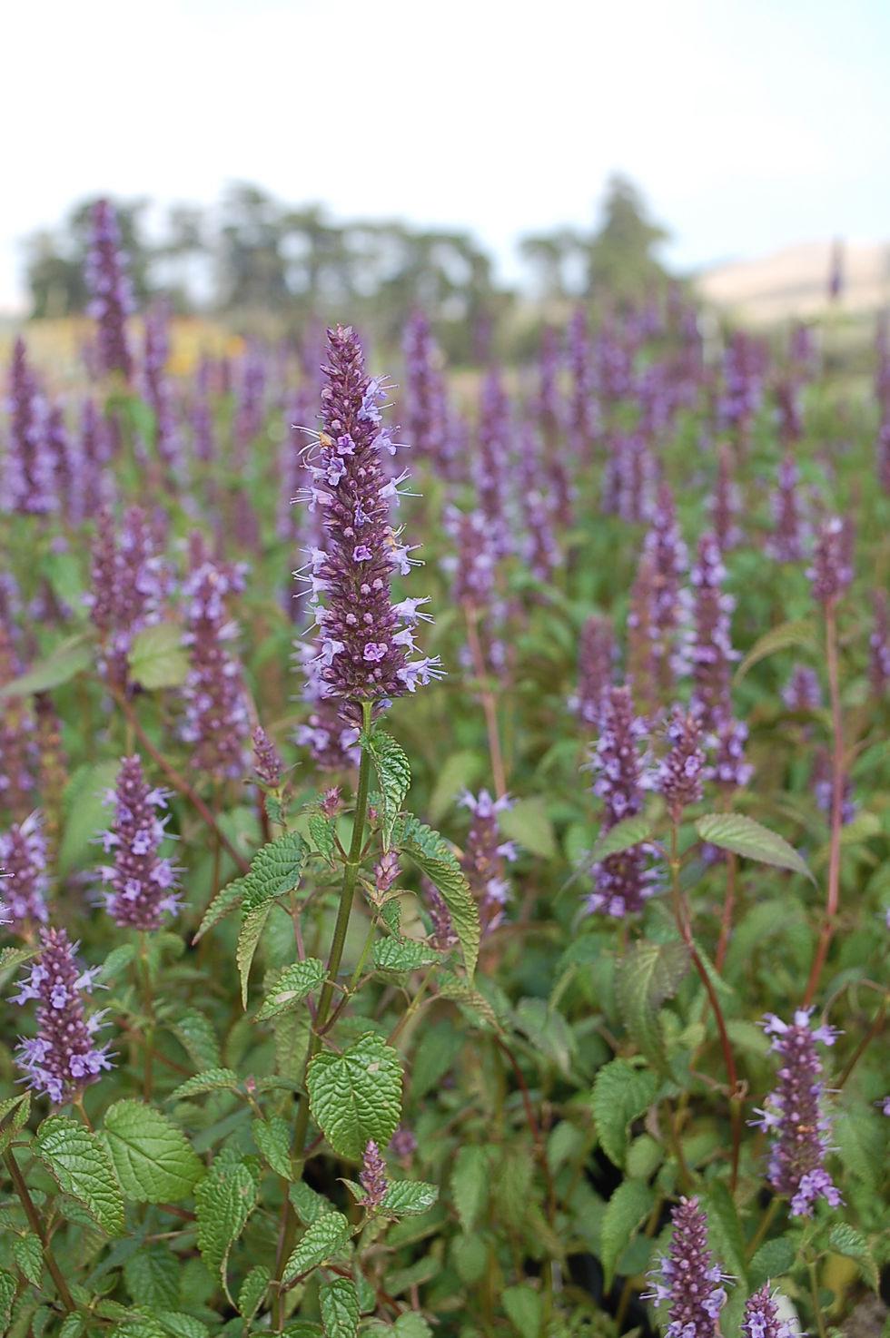 G5141 Agastache Rugosa Little Adder - View 10 from www redcrocus com