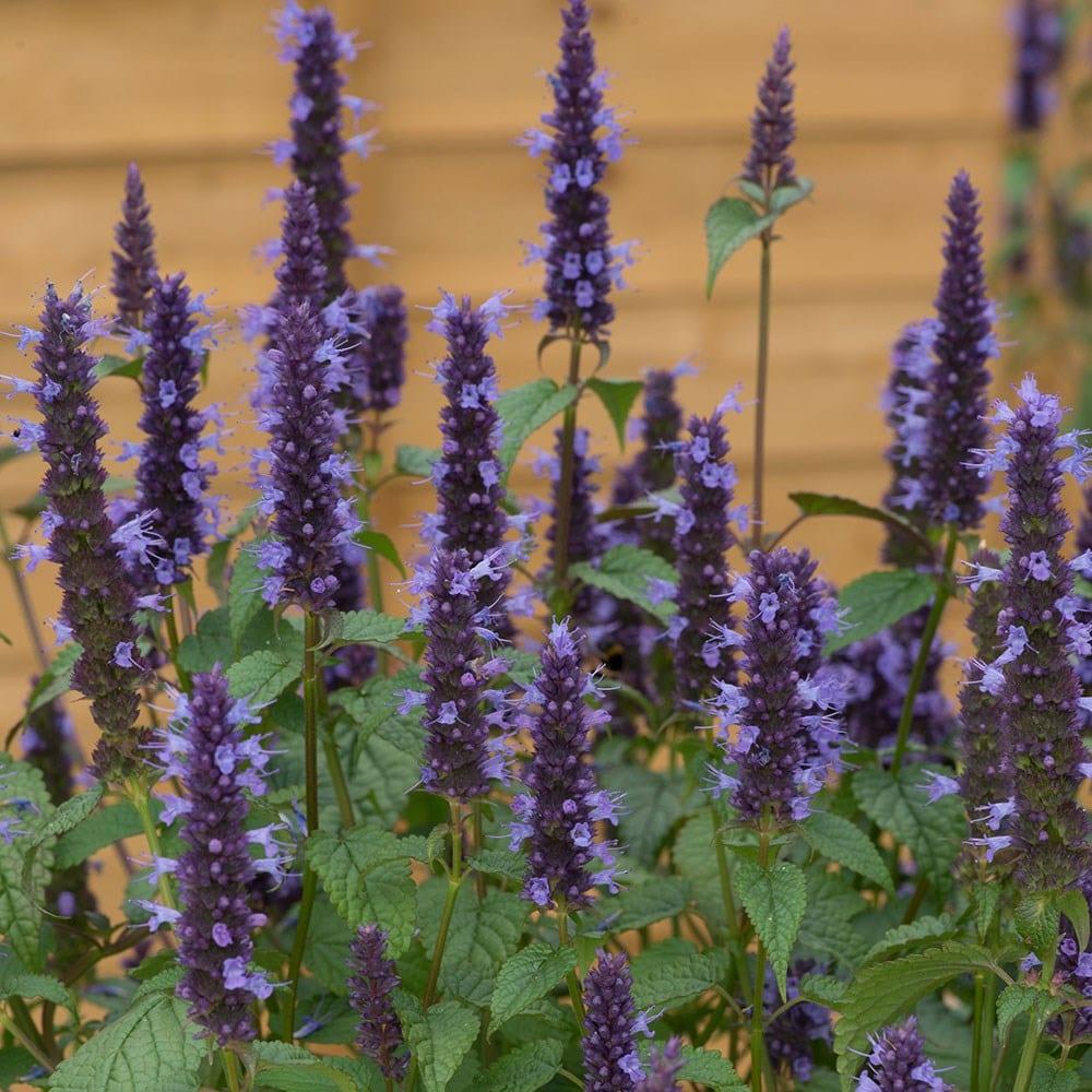 G5141 Agastache Rugosa Little Adder 11 F7296dac Acbb 4b24 Bd18 81b5b2961f61 from www redcrocus com