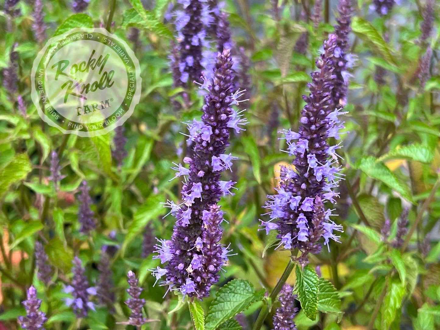 G5141 Agastache Rugosa Little Adder 12 997da161 1164 48c1 Bda6 A42350422ea0 from www redcrocus com