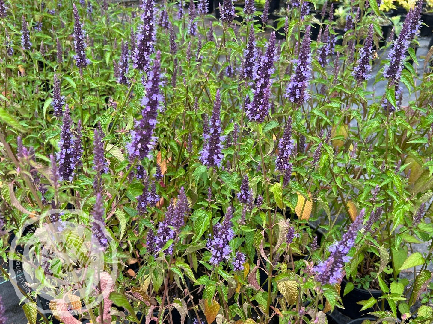 G5141 Agastache Rugosa Little Adder 14 Ae7023ec E454 45a1 84df 323e275aaf20 from www redcrocus com