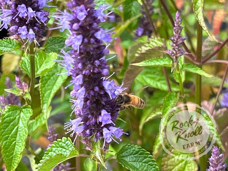 G5141 Agastache Rugosa Little Adder 15 Bdcdfae1 9f4b 4b1f Aaa3 95638f581d33 from www redcrocus com