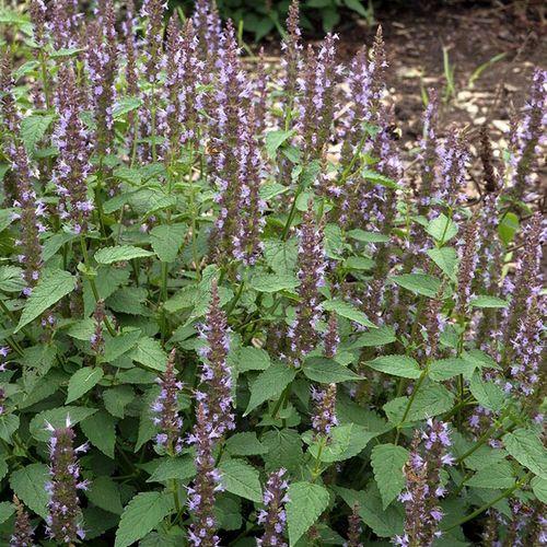 G5141 Agastache Rugosa Little Adder 16 46c2ac47 414b 42f8 9699 2e39ac0ed0ae from www redcrocus com