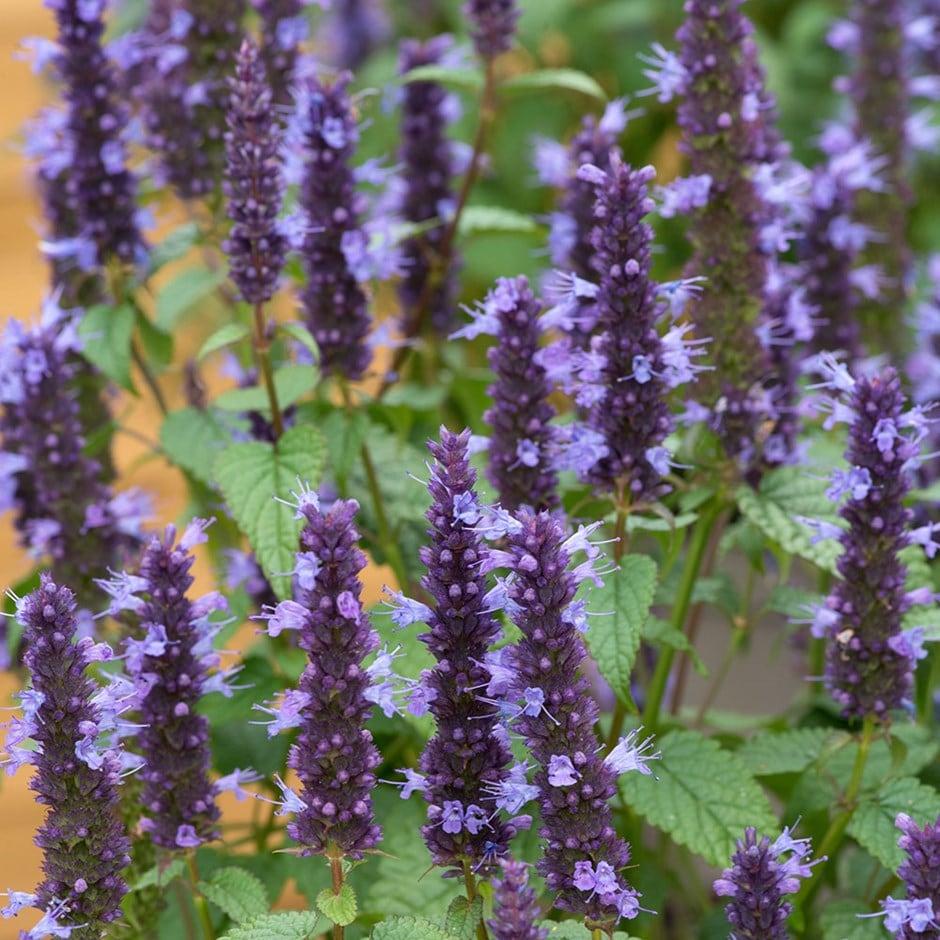 G5141 Agastache Rugosa Little Adder 17 613368aa 899d 4154 898a 3146475346e6 from www redcrocus com