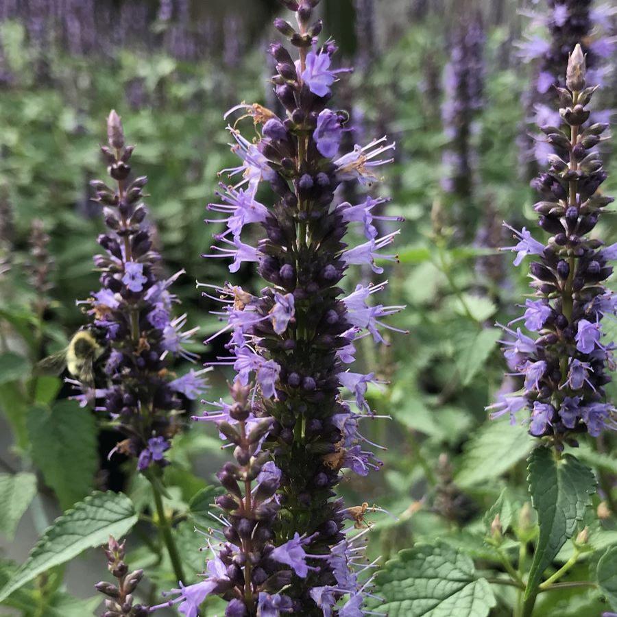 G5141 Agastache Rugosa Little Adder 18 E8e70bc6 144a 4c51 B3bb F66518ecd8ec from www redcrocus com