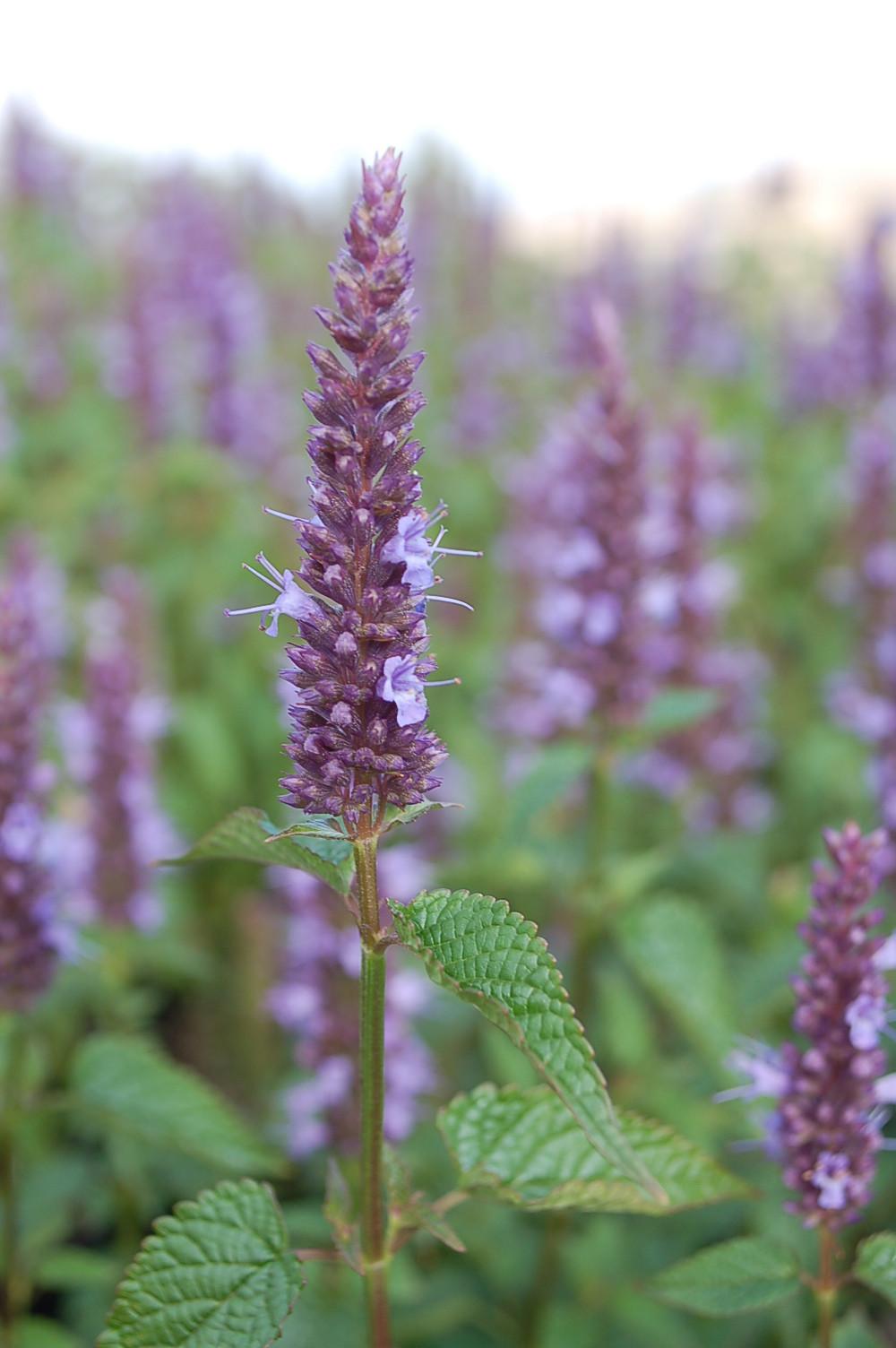 G5141 Agastache Rugosa Little Adder 19 D69d9d76 B11a 4df3 8d59 35f3798669ea from www redcrocus com