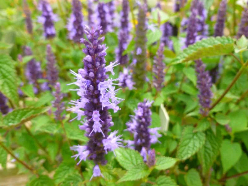 G5141 Agastache Rugosa Little Adder 1 A43a925b 5871 40a8 B8b1 673ac1234c0c from www redcrocus com