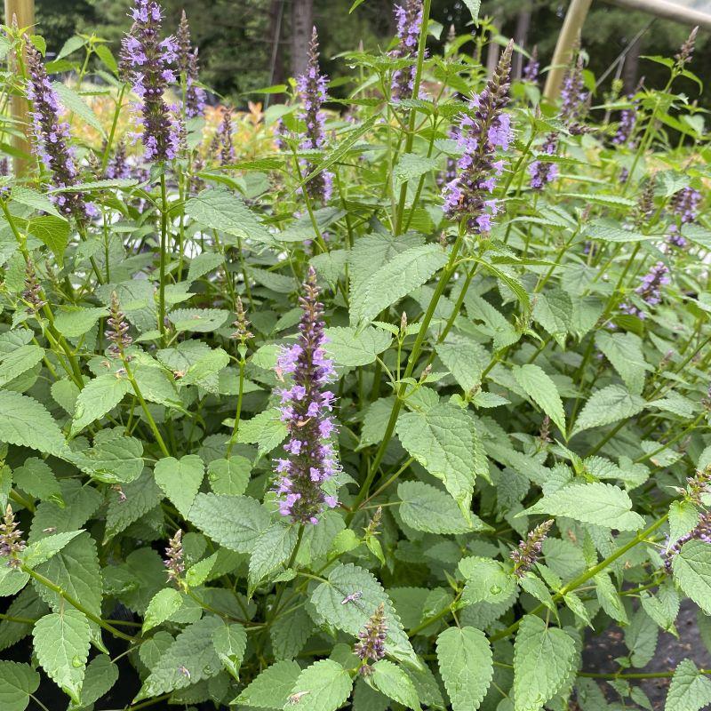 G5141 Agastache Rugosa Little Adder 20 1386ac2e 0d80 4269 B7c2 95421626c018 from www redcrocus com