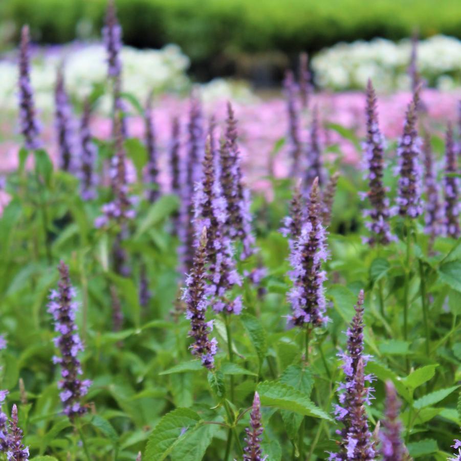 G5141 Agastache Rugosa Little Adder 2 39c72622 68ee 4885 9d66 3905381fa42f from www redcrocus com