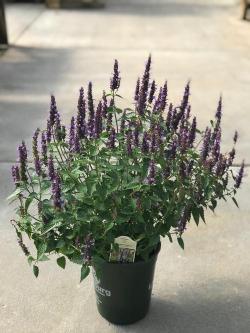 G5141 Agastache Rugosa Little Adder 3 E6eb2da6 6491 4645 8b46 60c7502947fd from www redcrocus com