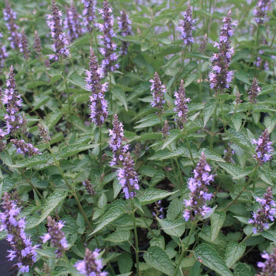 G5141 Agastache Rugosa Little Adder 4 402294b2 8003 45f0 9f0d 5b6f5a6037bd from www redcrocus com