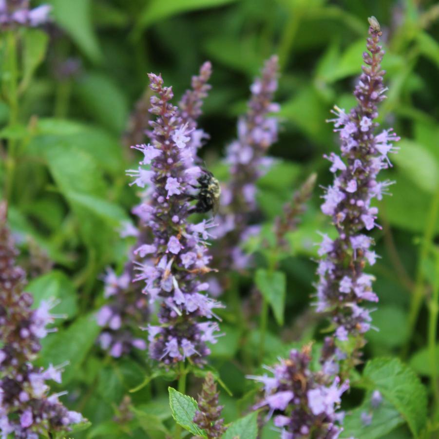 G5141 Agastache Rugosa Little Adder 5 F57f9c7a A48b 4cd4 Ab63 D4ad7e7b512a from www redcrocus com