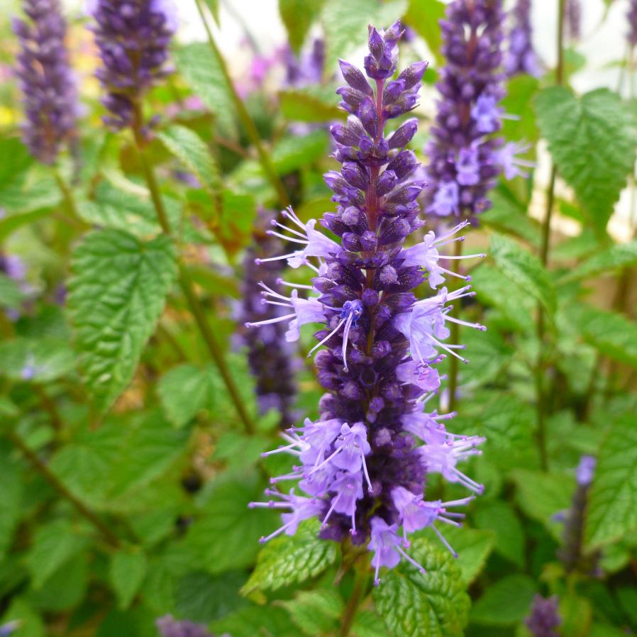 G5141 Agastache Rugosa Little Adder 6 0b7f8fc2 A14c 47ca 9fbe A347ddff2fea from www redcrocus com