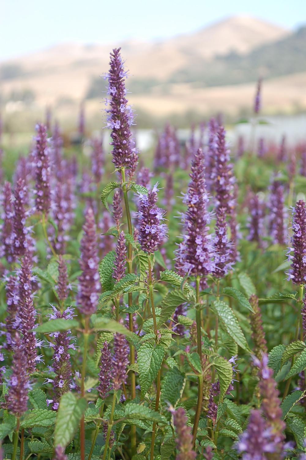 G5141 Agastache Rugosa Little Adder 7 C6ea3453 5ca5 4651 B7f3 8ae87d943032 from www redcrocus com