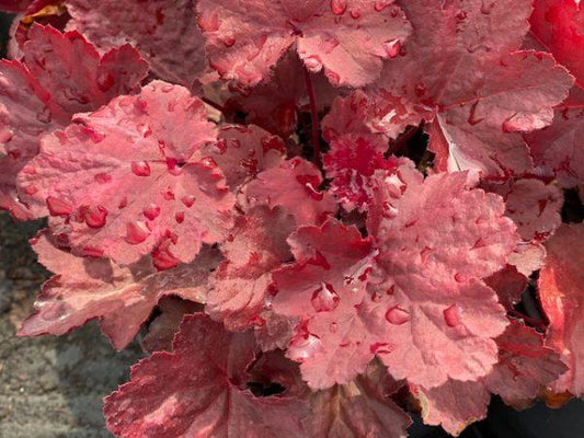G5155 Heuchera X Magma - View 11 from www redcrocus com