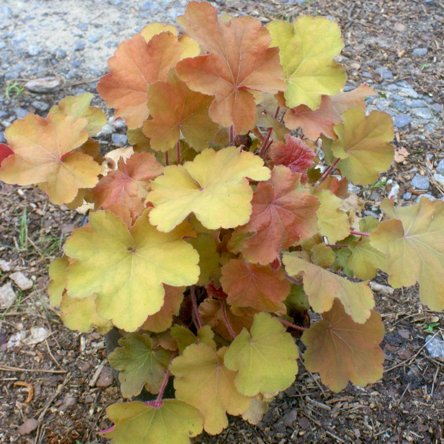 G5156 Heuchera X Villosa Apricot - View 10 from www redcrocus com