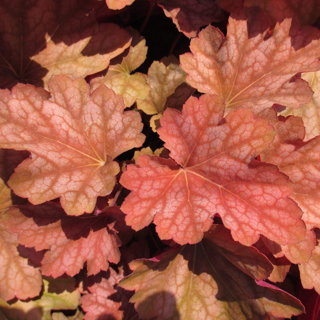 G5156 Heuchera X Villosa Apricot 12 9759b77d F008 4894 9599 A8673603c652 from www redcrocus com