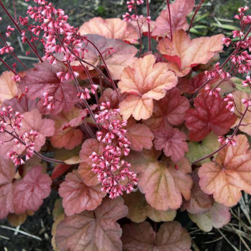 G5156 Heuchera X Villosa Apricot 13 Dc593c64 E494 4b7c 8673 Bb285644433b from www redcrocus com