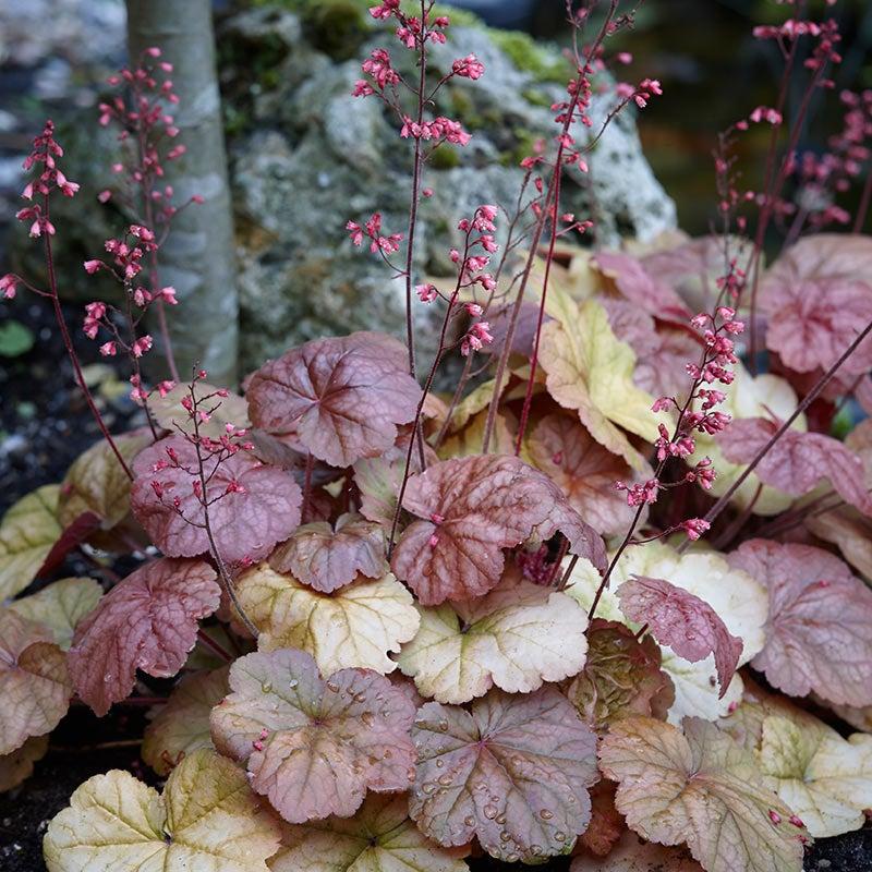 G5156 Heuchera X Villosa Apricot - View 14 from www redcrocus com
