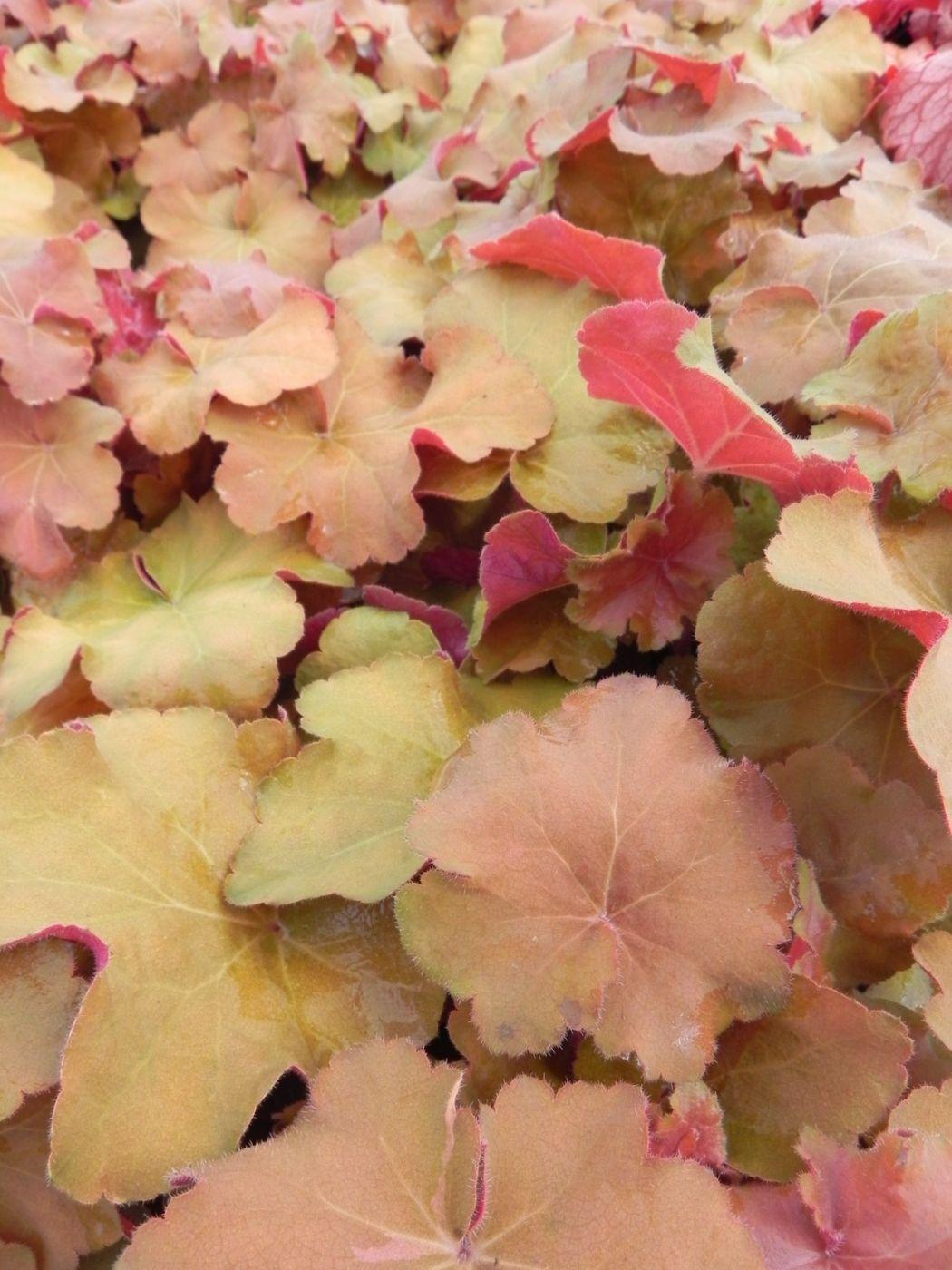 G5156 Heuchera X Villosa Apricot 16 572cc455 5a99 4112 Ba89 Ead8f0beca2c from www redcrocus com
