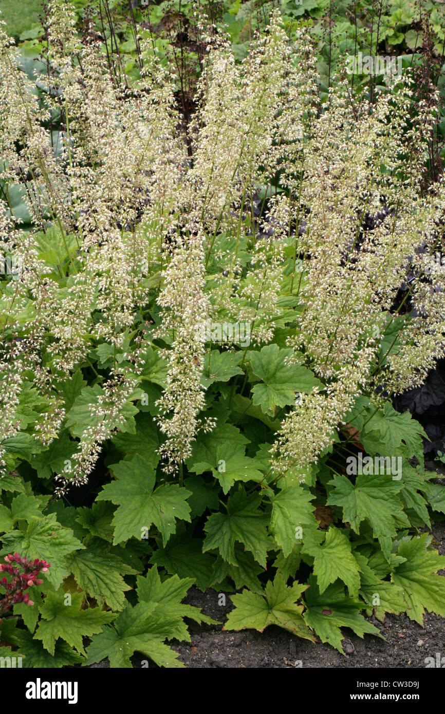 G5156 Heuchera X Villosa Apricot 17 879d909f 331e 4025 90f9 3f8b91a3cb62 from www redcrocus com