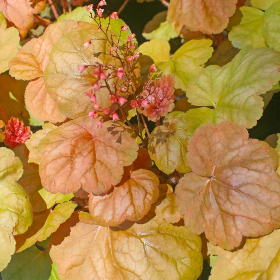 G5156 Heuchera X Villosa Apricot 1 A788b271 7aee 486b 94bb 89b72d0e9919 from www redcrocus com