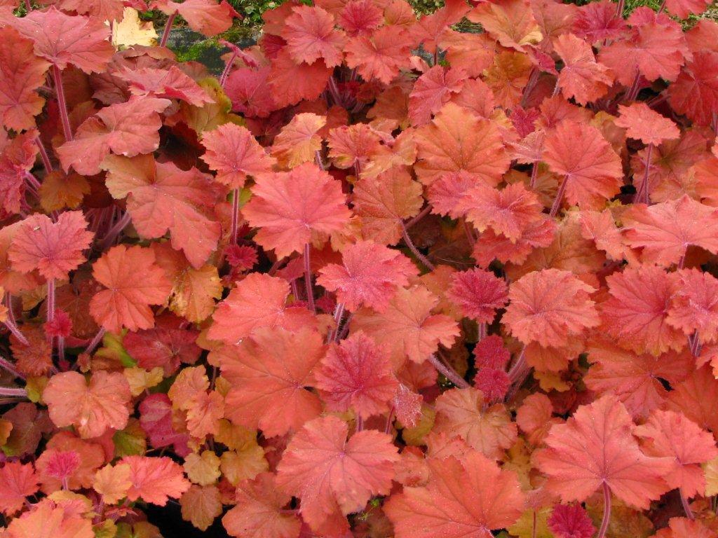 G5156 Heuchera X Villosa Apricot 2 3aaee99e Bf36 468e B01b 65bffd09d99d from www redcrocus com