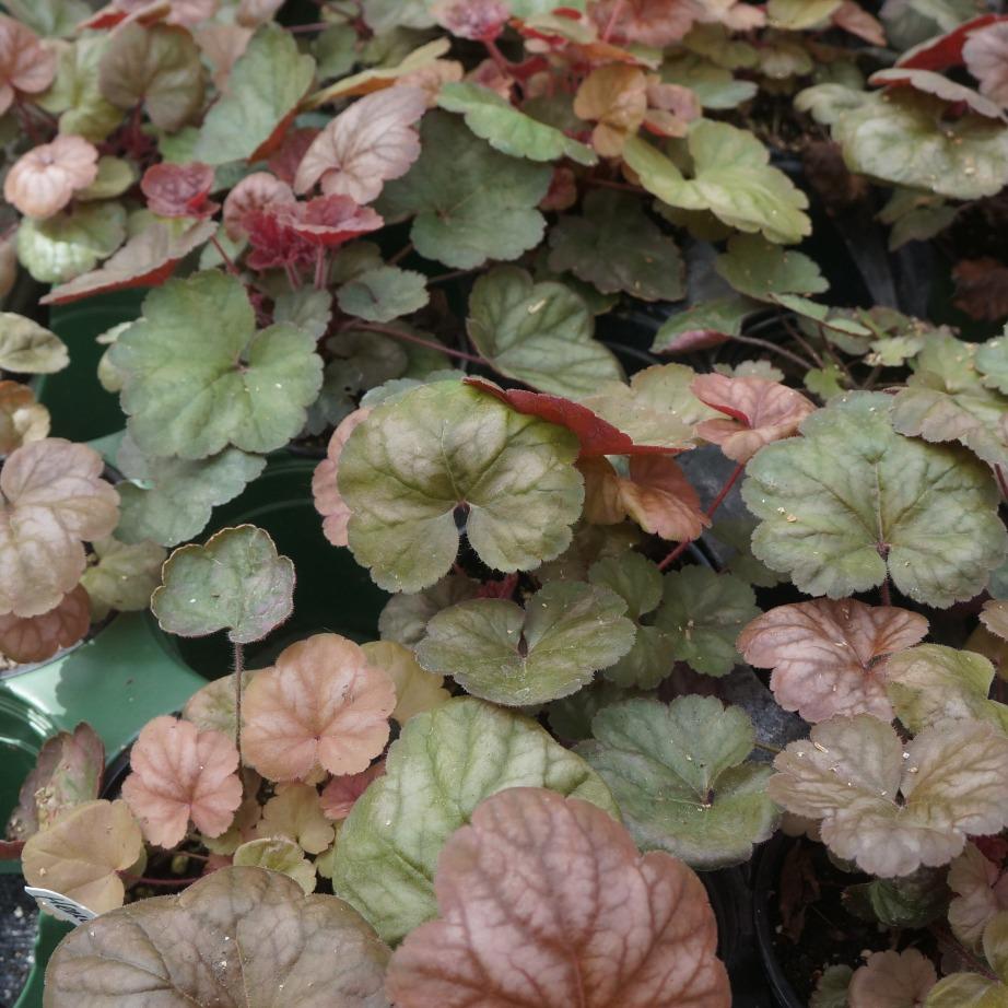 G5156 Heuchera X Villosa Apricot 3 Ca7fe3b9 865e 497f B6a6 4a38329ee535 from www redcrocus com