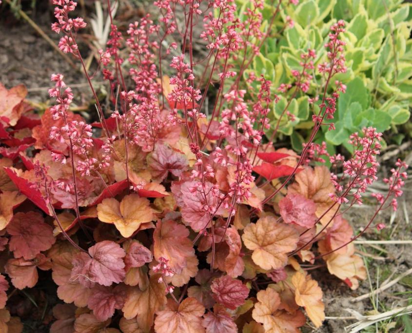 G5156 Heuchera X Villosa Apricot - View 4 from www redcrocus com