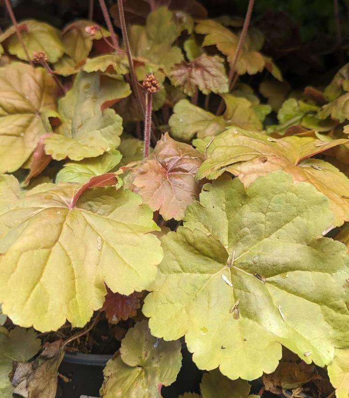 G5156 Heuchera X Villosa Apricot - View 5 from www redcrocus com