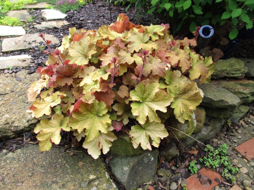 G5156 Heuchera X Villosa Apricot - View 6 from www redcrocus com