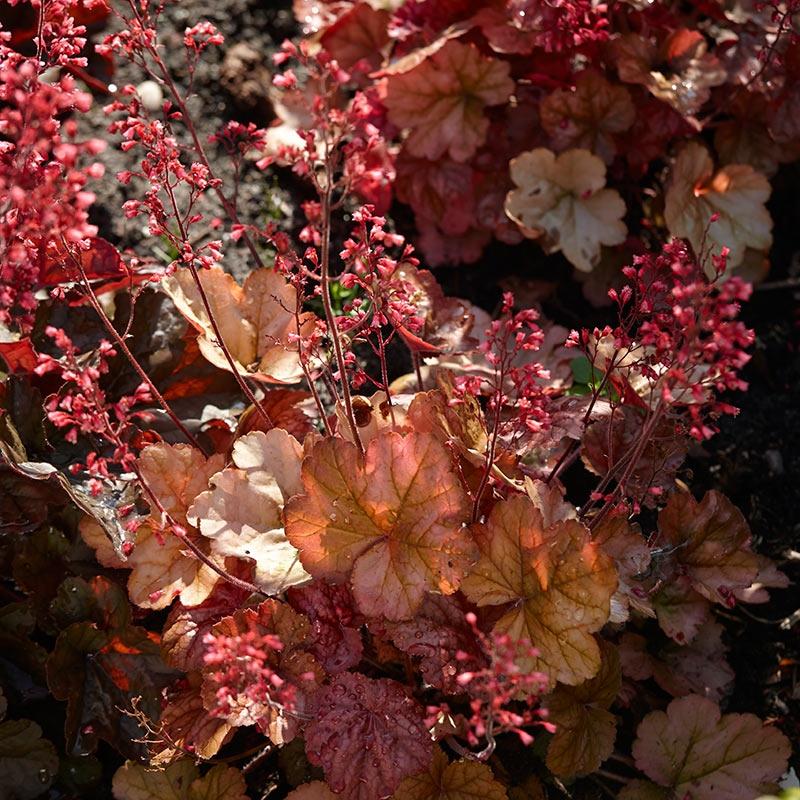 G5156 Heuchera X Villosa Apricot - View 7 from www redcrocus com